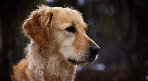 金毛siri娱乐吃瓜君